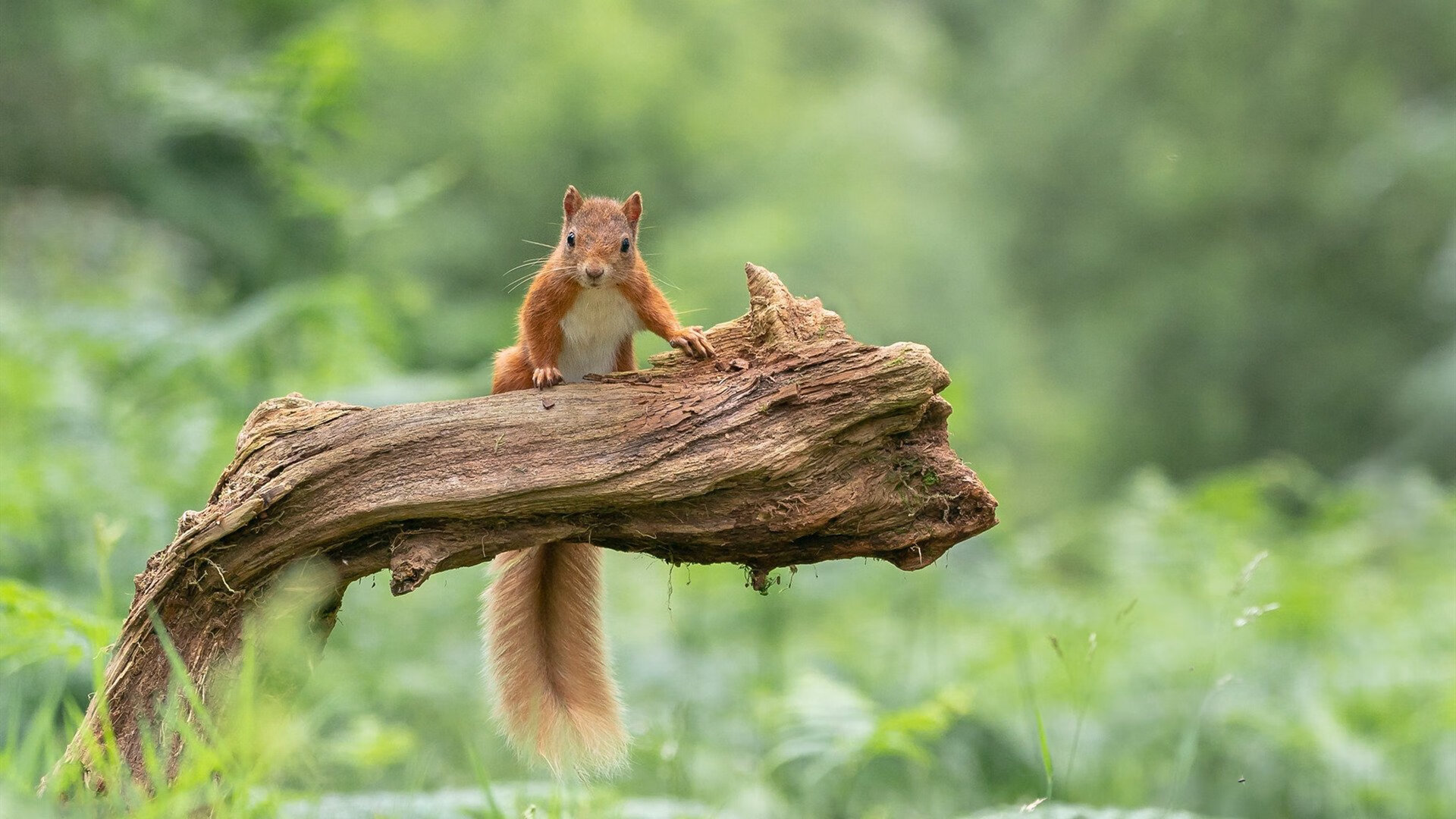 亚洲飓风遇德意志铁蹄，久保建英爆发与拜仁火力压制AC米兰的双重奏