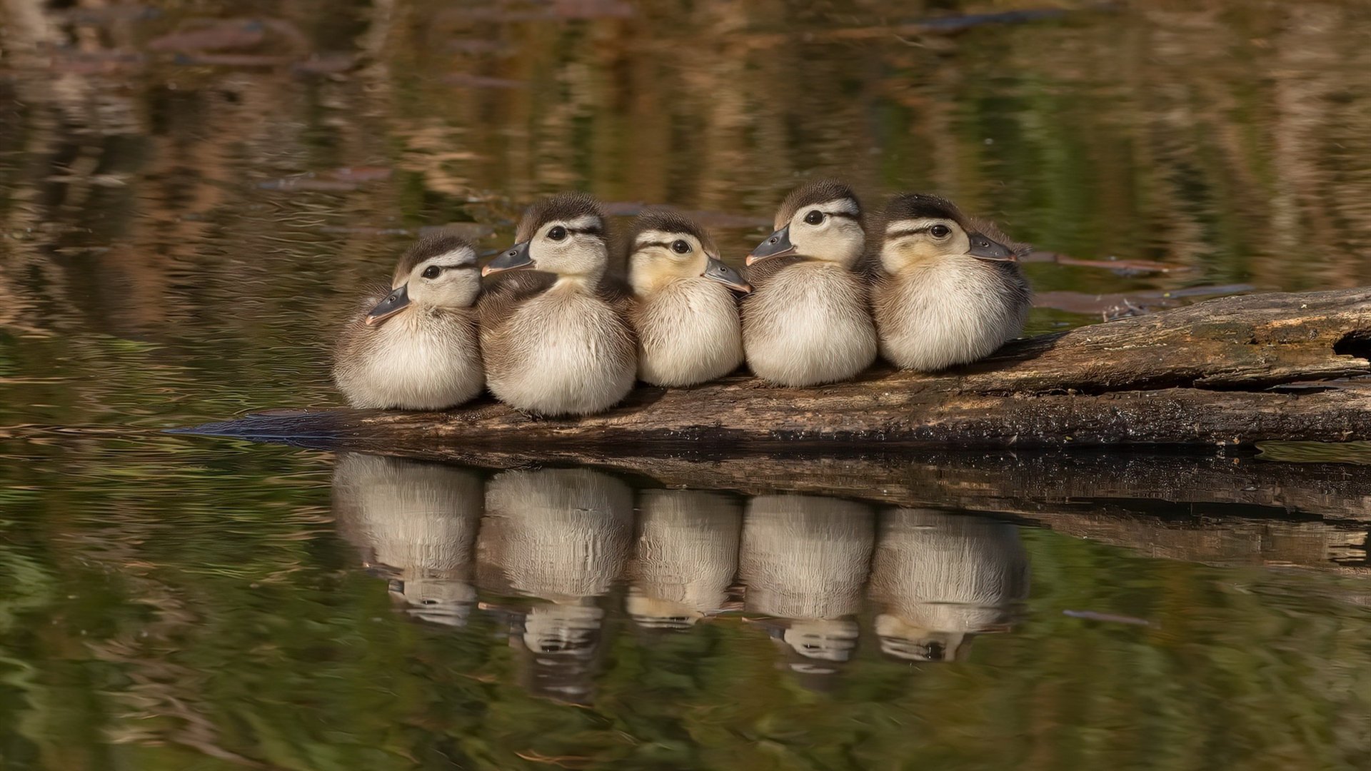 黄蜂之刺击碎雷霆,北美世界杯赛场的颠覆之夜
