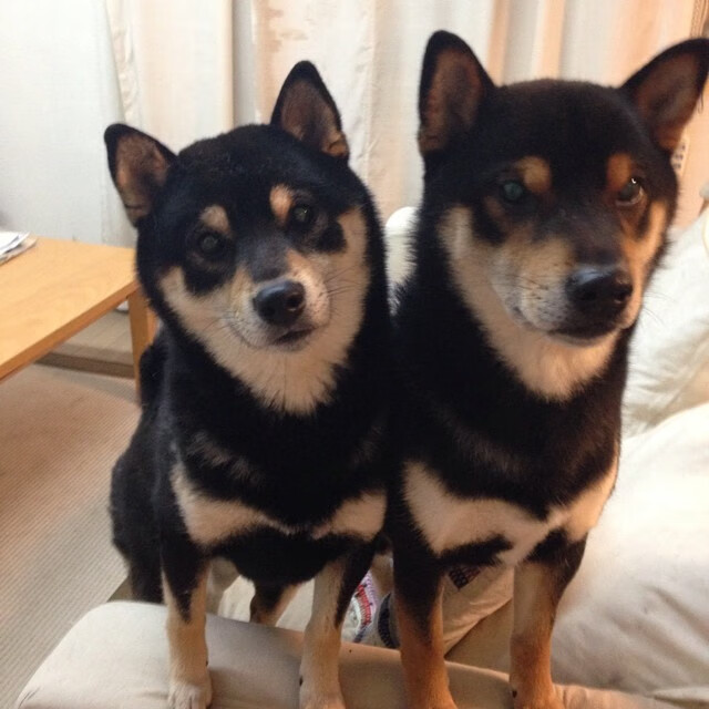 足球之夜，维尼修斯闪耀伯纳乌，AC米兰生死战绝地反击罗马