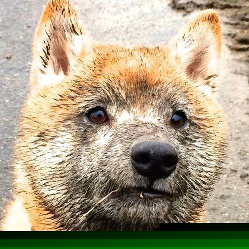 逆流上的紫金风暴，拉文关键三分助爵士主场狂胜深圳队