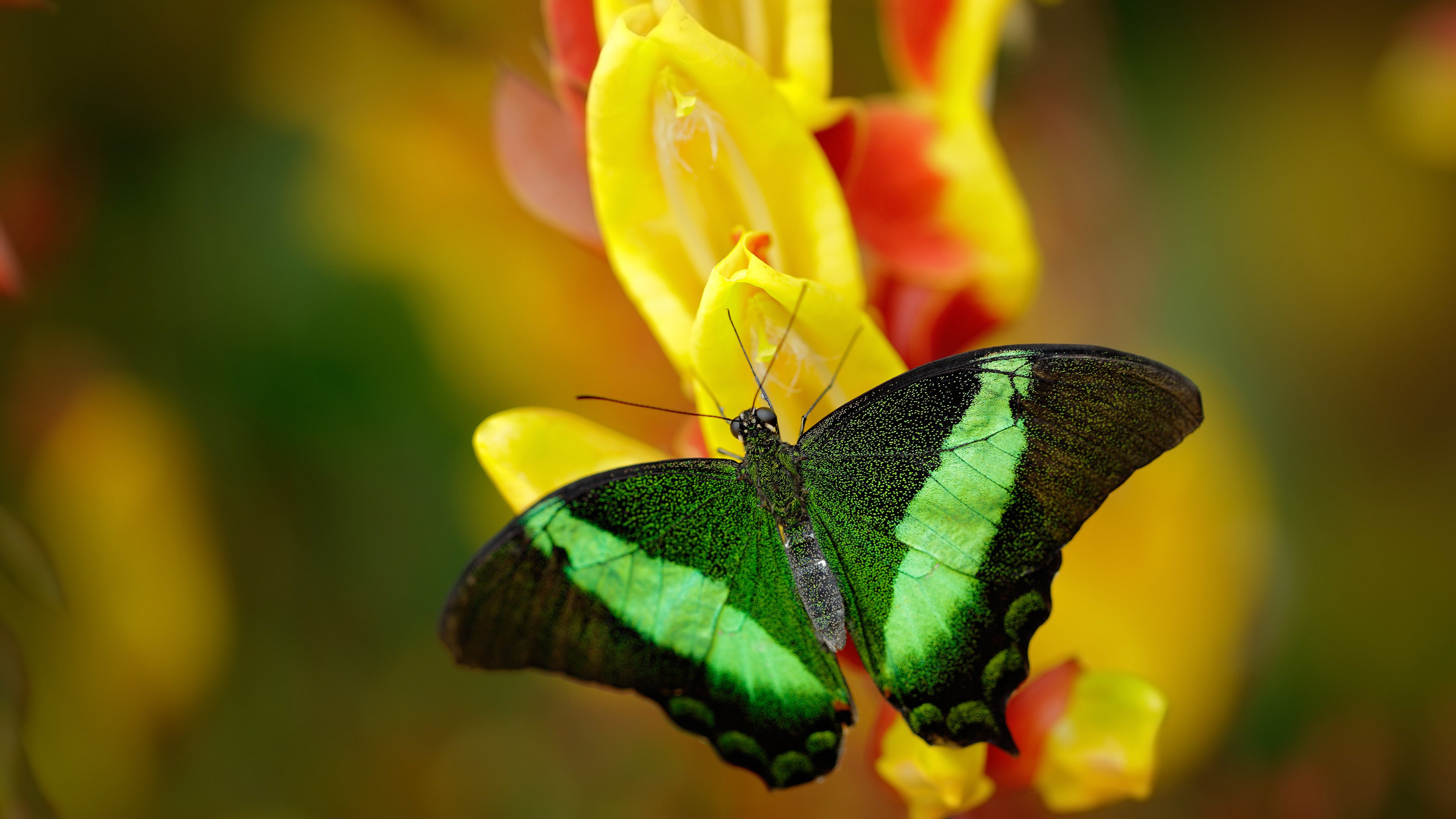 唯一性源代码，今夜，皮克是大场面先生的绝对参数
