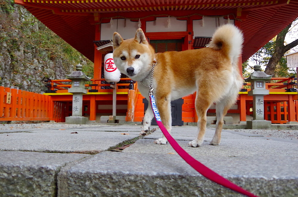 双星对决，西班牙压制波兰，新星凯塞多惊艳四座