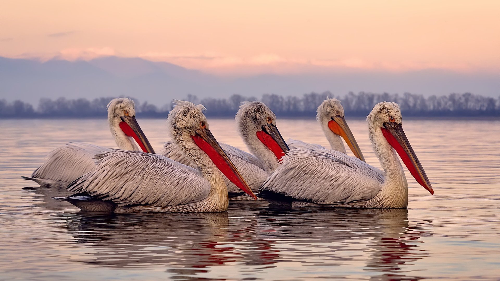 洪都拉斯的铜墙与卢卡库的咆哮，一场平行时空的国家德比接管事件