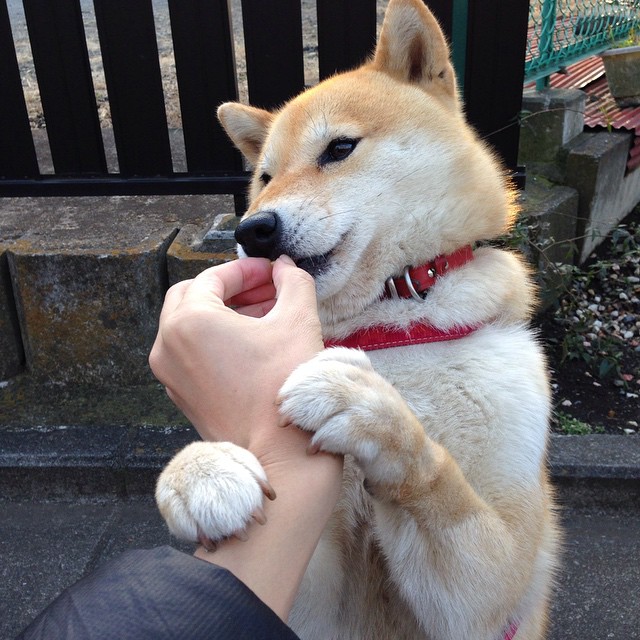 橙色风暴与钢铁意志，布雷默欧冠摧垮尤文，德甲争冠战一剑封喉