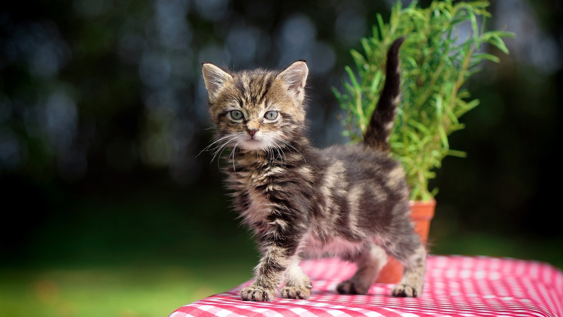 橙色风暴与钢铁意志，布雷默欧冠摧垮尤文，德甲争冠战一剑封喉