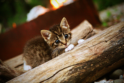 钢铁防线与致命连击，拜仁的战术风暴如何冲垮哥伦比亚