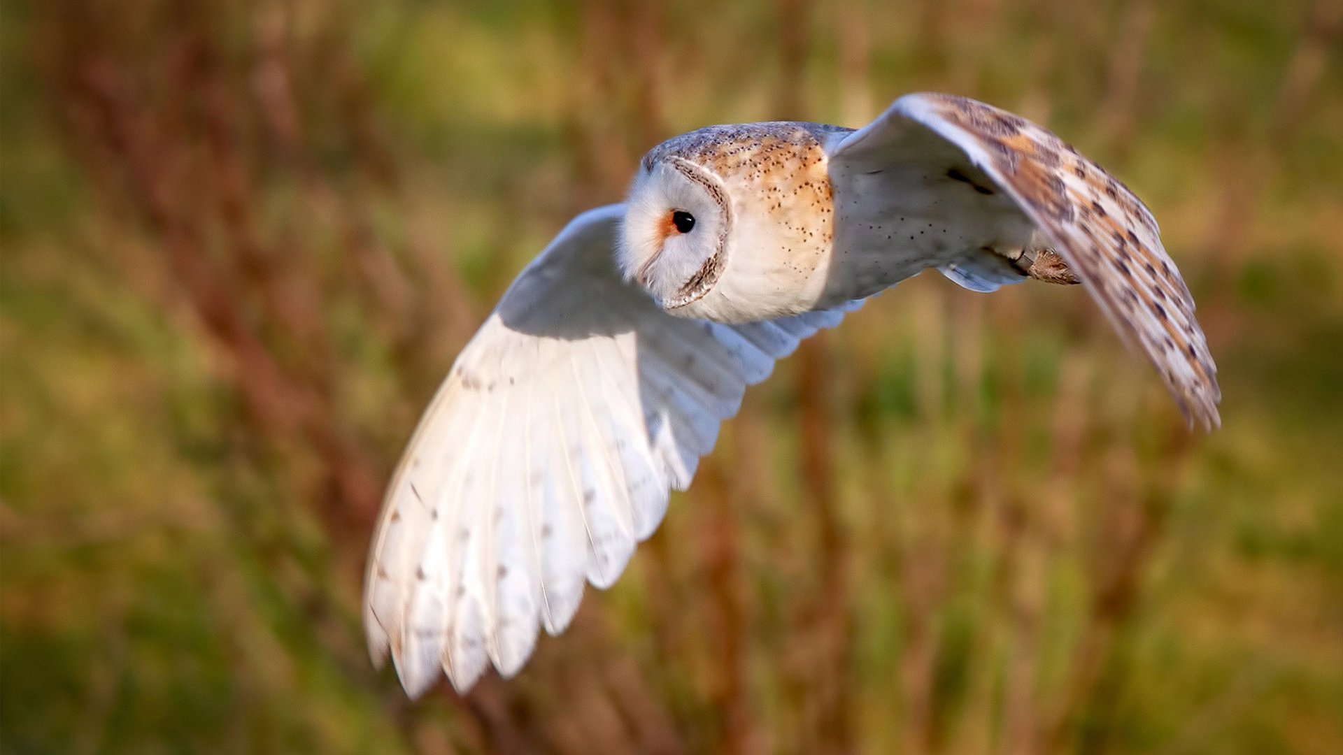 沸腾与冰封,孙兴慜的热刺救赎与猛龙队的单节风暴
